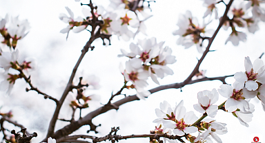 Kayseri'de Şaşırtıcı Doğa Olayı!