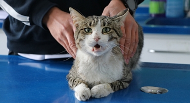 O Kedi Sahiplendirilecek!