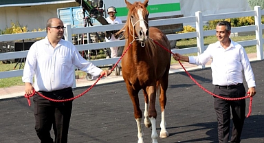 Milyonluk taylar, peynir ekmek gibi satıldı