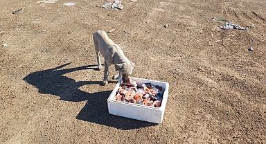 Sokak hayvanlarına balık ziyafeti