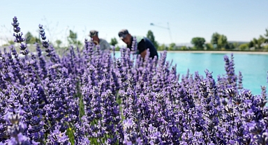Kayseri'nin dört bir yanına lavanta esintisi