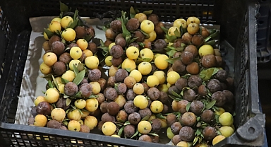 Olgunlaşınca değil çürüyünce tüketiliyor