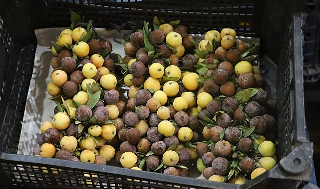 Olgunlaşınca değil çürüyünce tüketiliyor