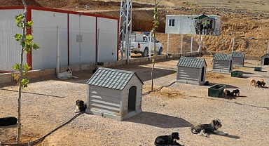 Sokak hayvanlarına modern yaşam alanı