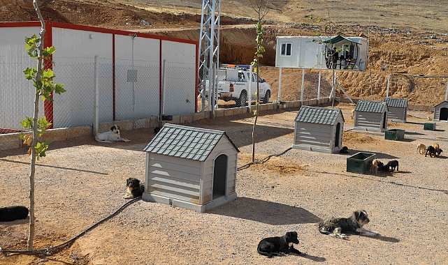 Sokak hayvanlarına modern yaşam alanı