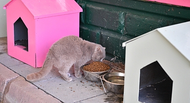 Kedi Bakım Evi örnek hizmet sunuyor