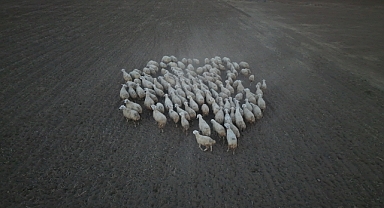 Kırsalda koyun sayısı arttı