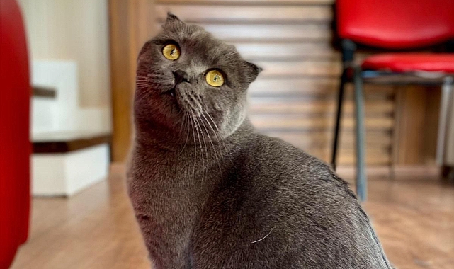 Uzmandan hayvanlarda aşı uyarısı