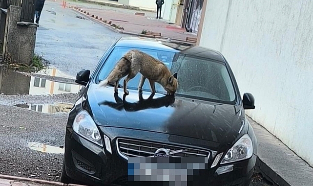 Yiyecek arayan tilki sokağa indi