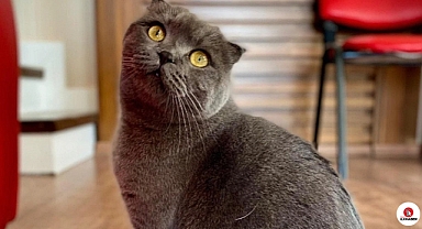 Evcil hayvanlarda kışın tüy dökme hastalık değil