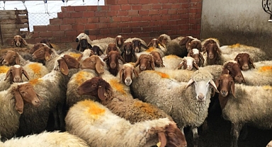 Kayseri'de küçükbaş hayvan sayısı 1 milyon 150 bine ulaştı