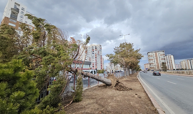 Kayseri'de şiddetli rüzgar ağacı kökünden söktü