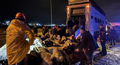 Kayseri’de taşkın riski: 200 hayvan tahliye edildi