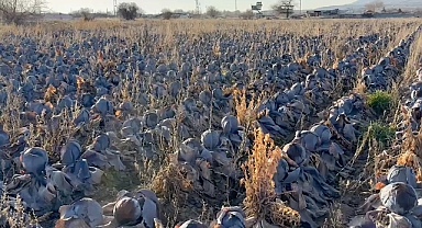 Pazarda tanesi 80 lira; çiftçiden 5 liradan almak istediler