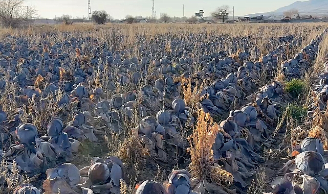 Pazarda tanesi 80 lira; çiftçiden 5 liradan almak istediler