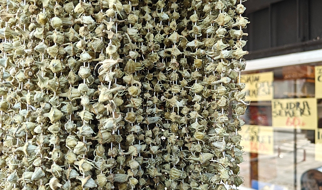 Ramazan'ın gözdesi bamya tezgahlarda