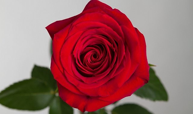 Sevgililer Günü'nde trend kırmızı gül