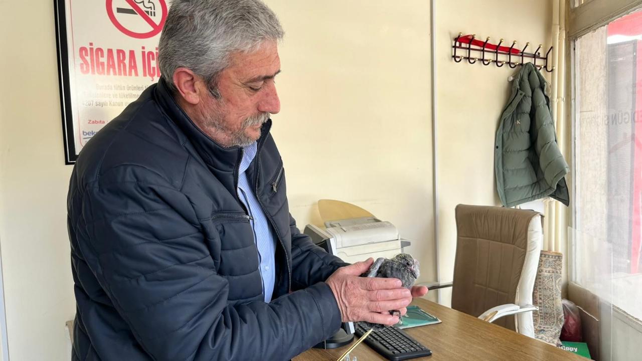 Bünyan'da çatıdan düşen kuş, yuvasına kavuşturuldu