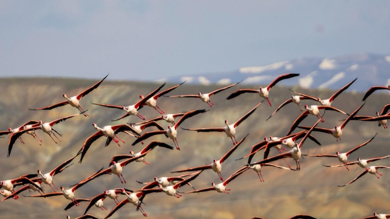 Kayseri’de Flamingolar Yıllar Sonra Tuzla Palas Gölü’ne Döndü